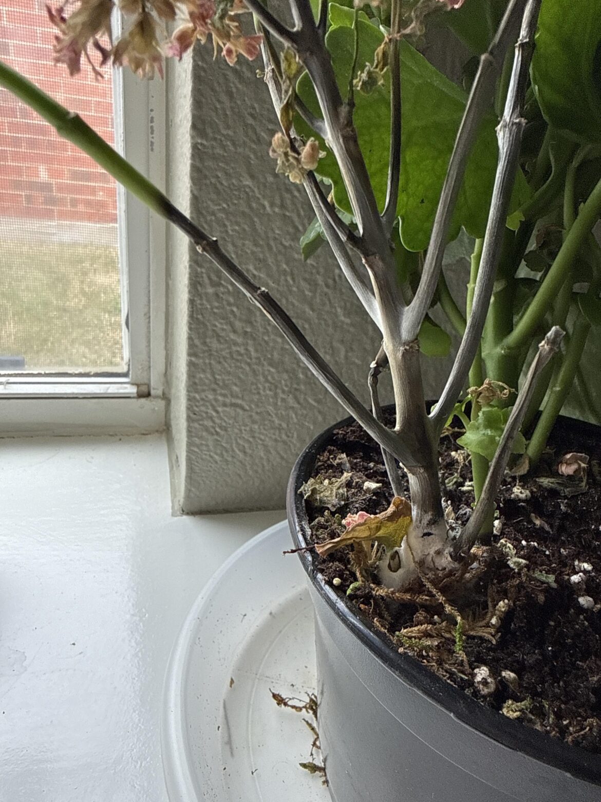 Why is this Kalanchoe Calandiva dying and what is this fuzzy white stuff on the base? Why is this Kalanchoe Calandiva dying and what is this fuzzy white stuff on the base?