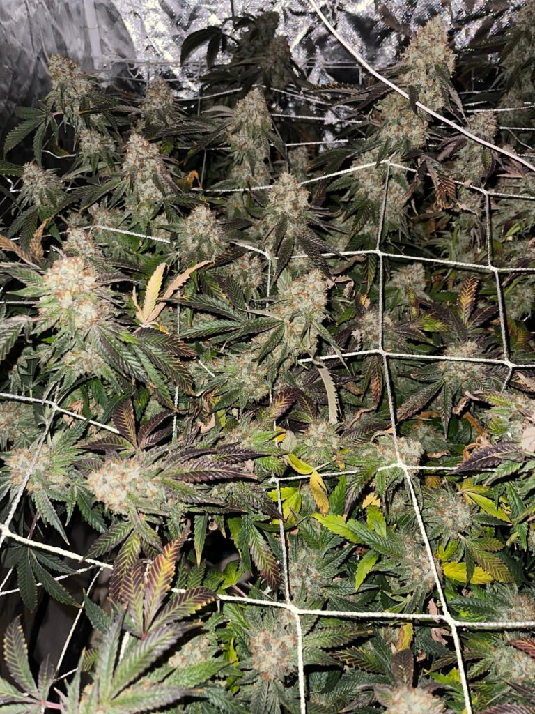 How long to harvest?