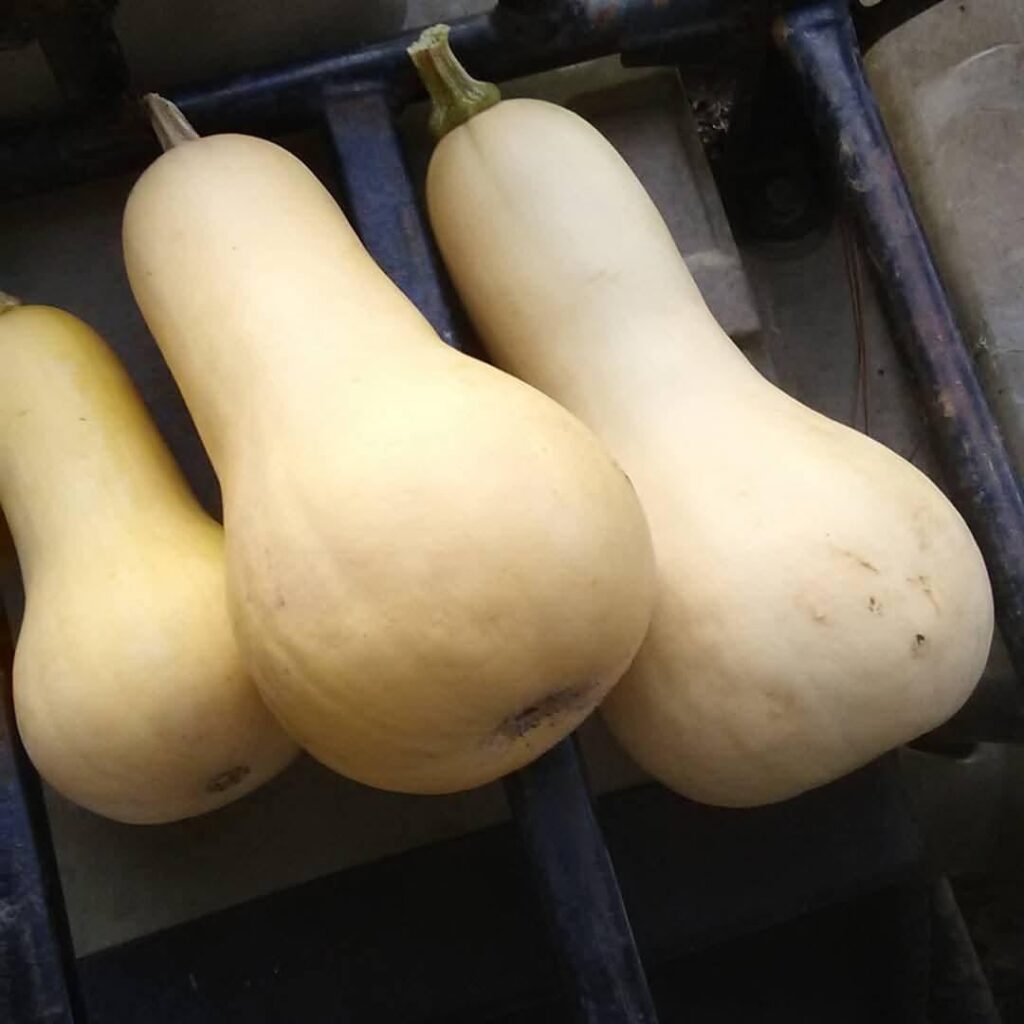 These butternut squash are always fun to grow.