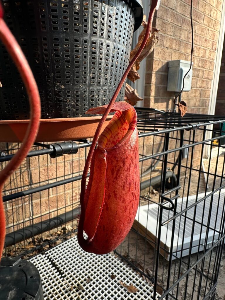 Finally got this to pitcher after 10 months (BE-4532) no