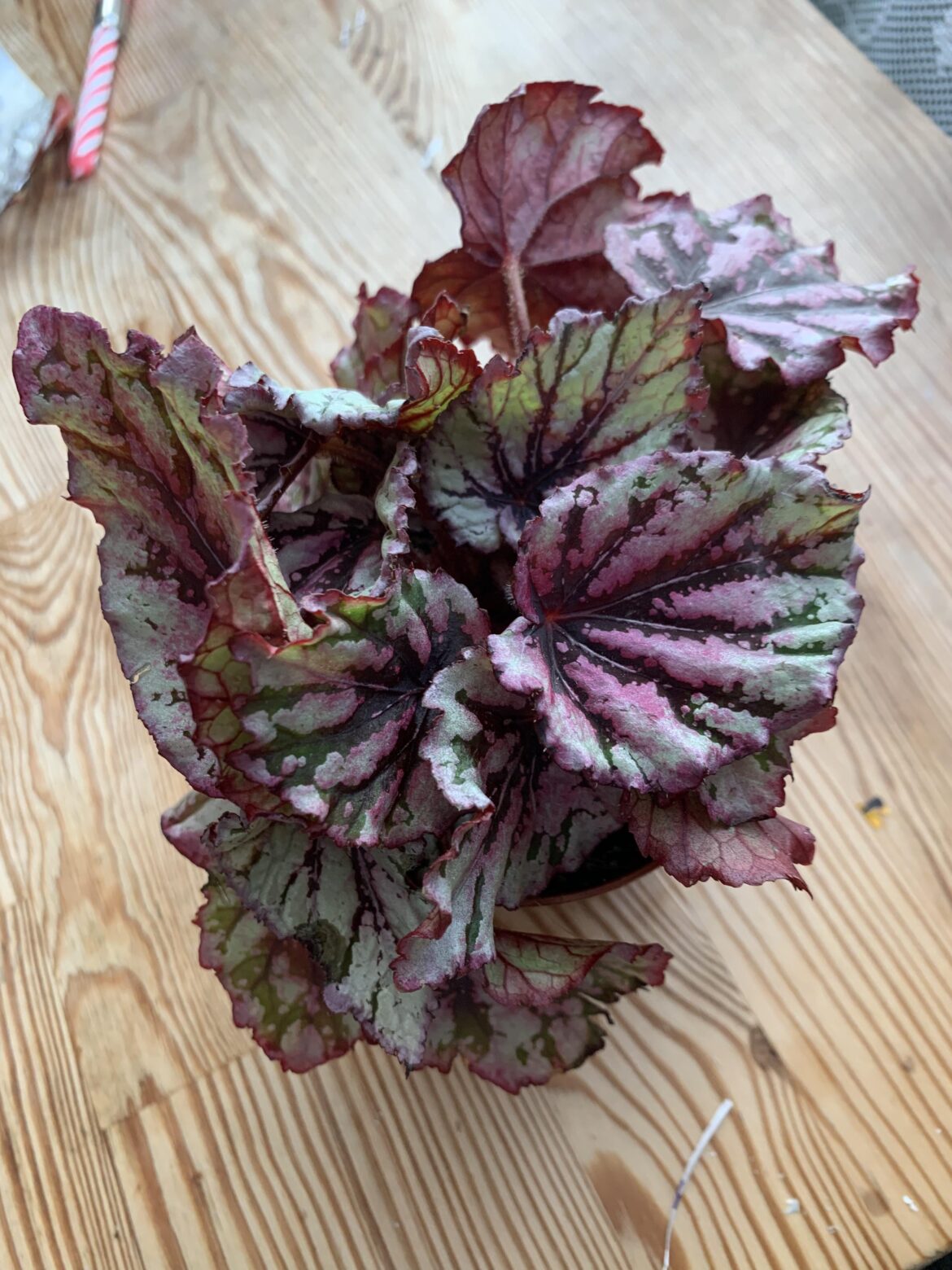 Hi Begonia people. What variety is this please? Thanks