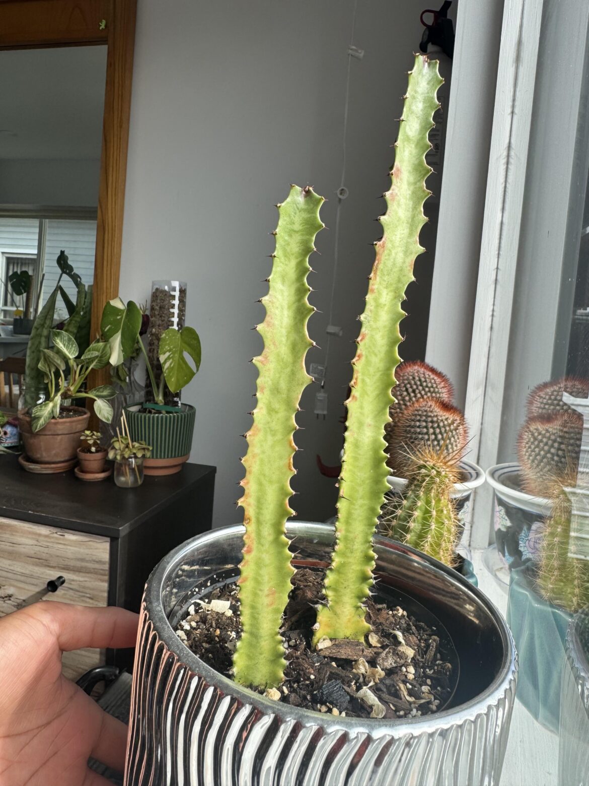 How can I help my plant thrive? How can I help my plant thrive?