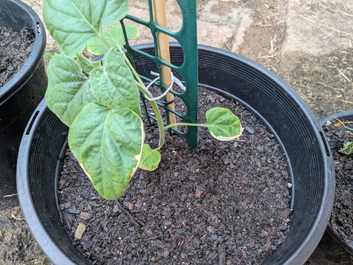 Cape Gooseberry Seedlings