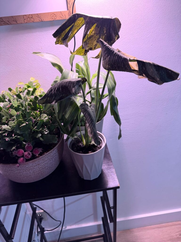 picked up this lil guy for cheap and knew it was saveable. what are my next steps? picked up this lil guy for cheap and knew it was saveable. what are my next steps?