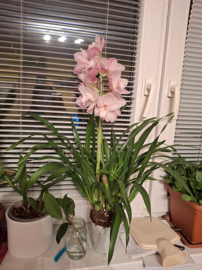 This monster of a cymbidium