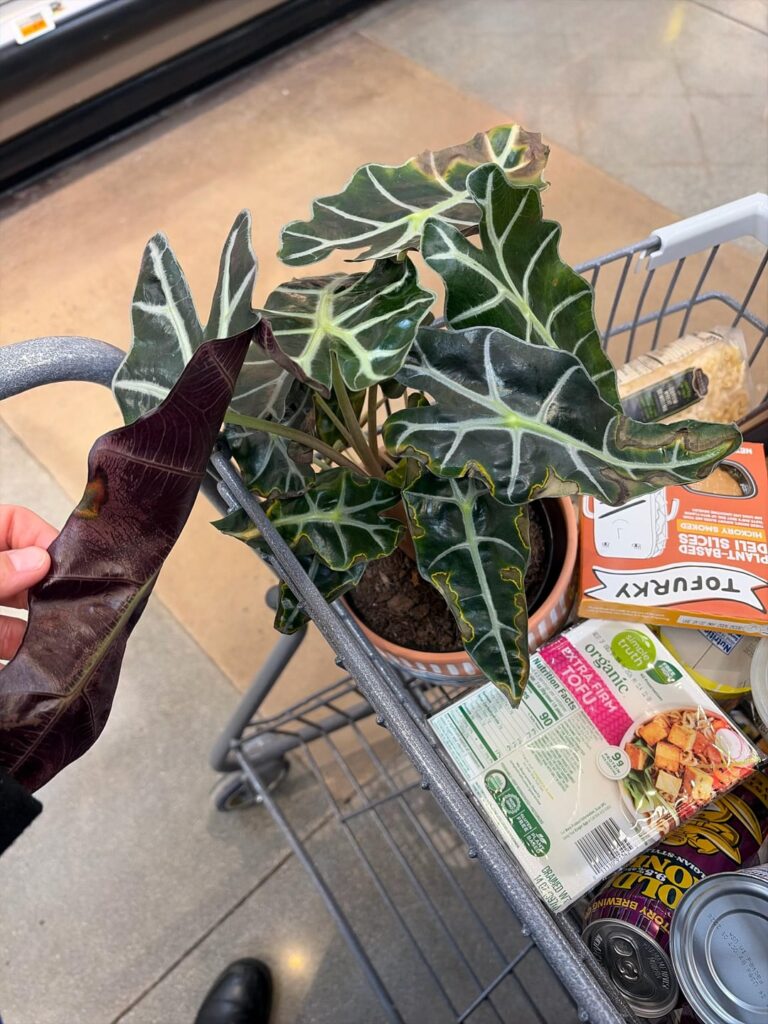Do I get this heavily discounted Alocasia or is it too stressed?
