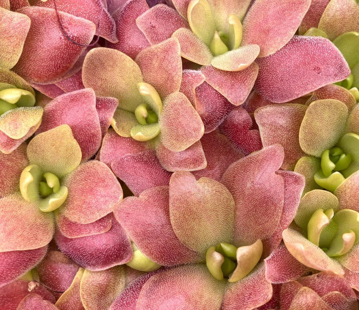 Pinguicula ‘Marciano’ 💕🩷