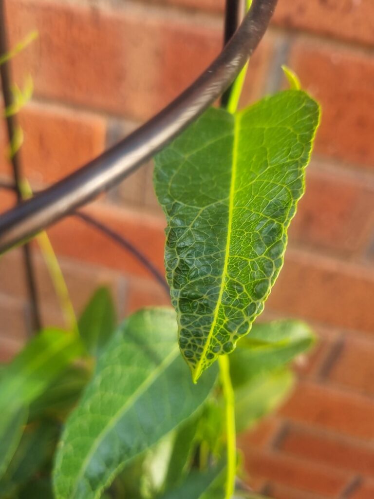 Bumpy plant leaves?????