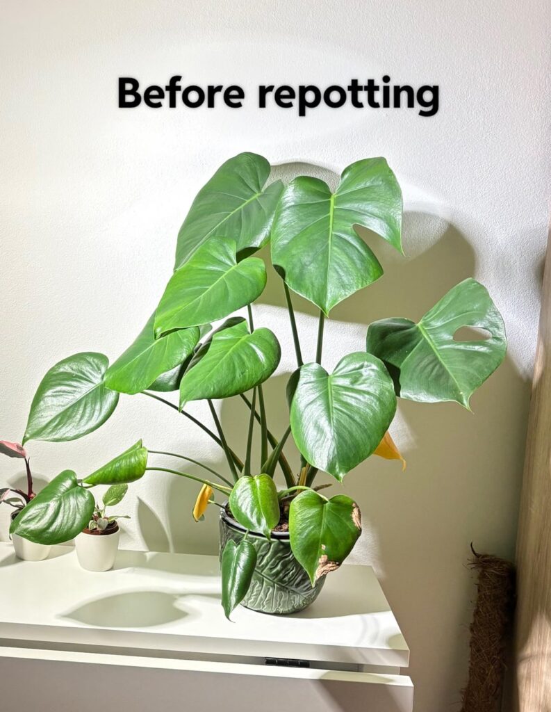 First time repotting
