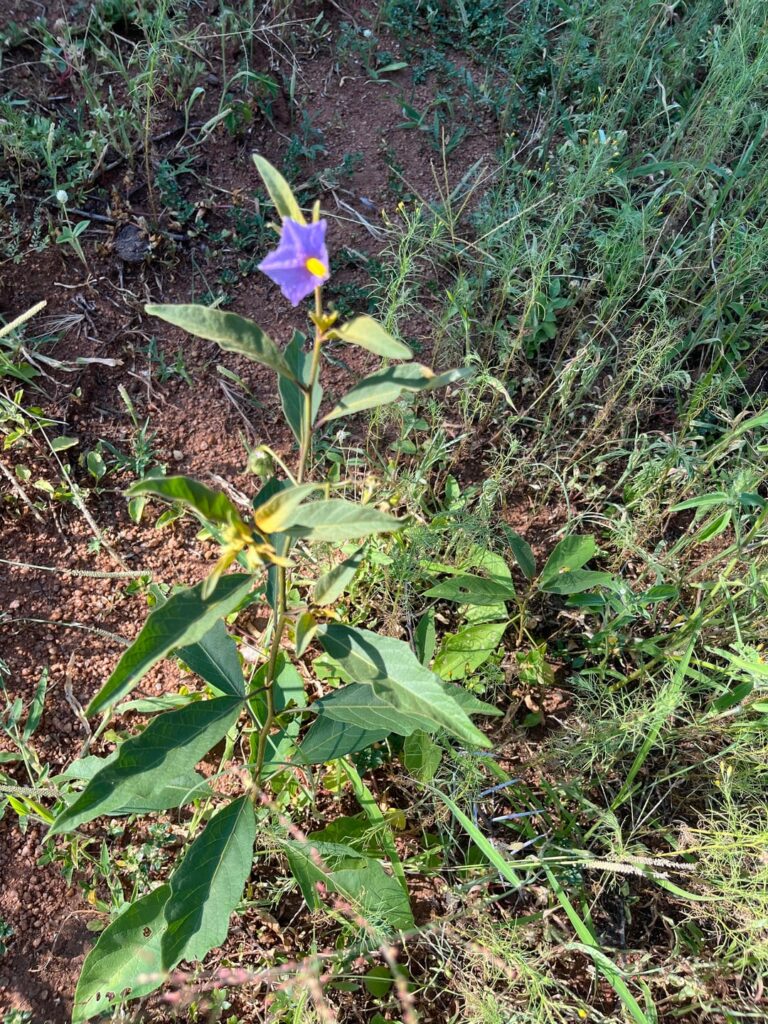 Solanum species, Gauteng South Africa