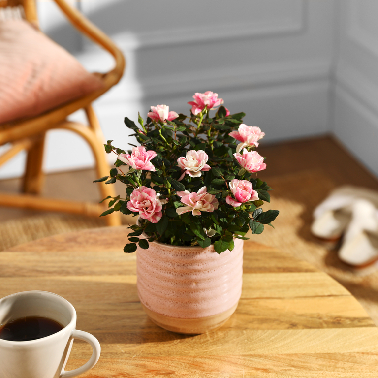 Bloom &amp; Wild - The Pink Marbled Rose in pink plant pot