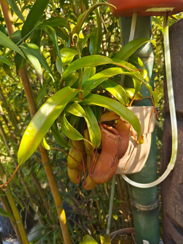 My Nepenthes setup My Nepenthes setup