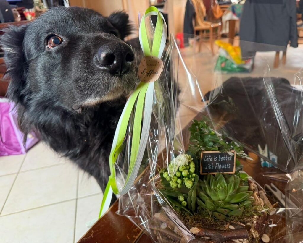 Fiancé’s gift