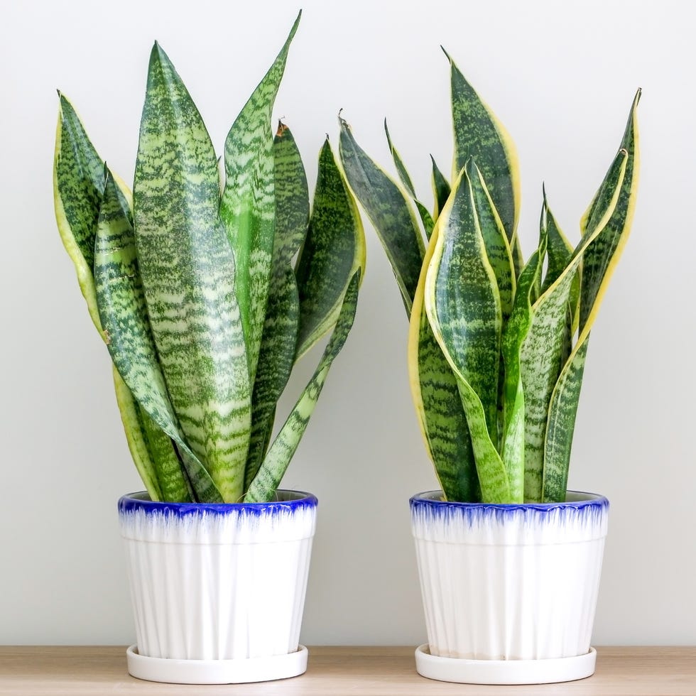 two dracaena trifasciata snake plants pot of various plants on a table next to a soft radiator, a white wall with gray behind the table