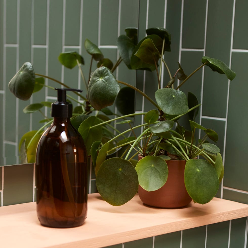 money plant money plant