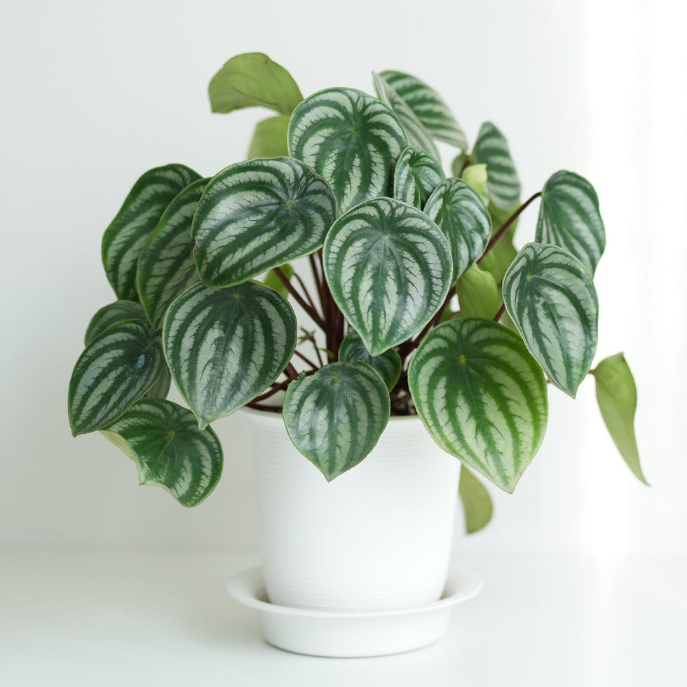 watermelon peperomia potted plant on white desk minimal interior watermelon peperomia potted plant on white desk minimal interior