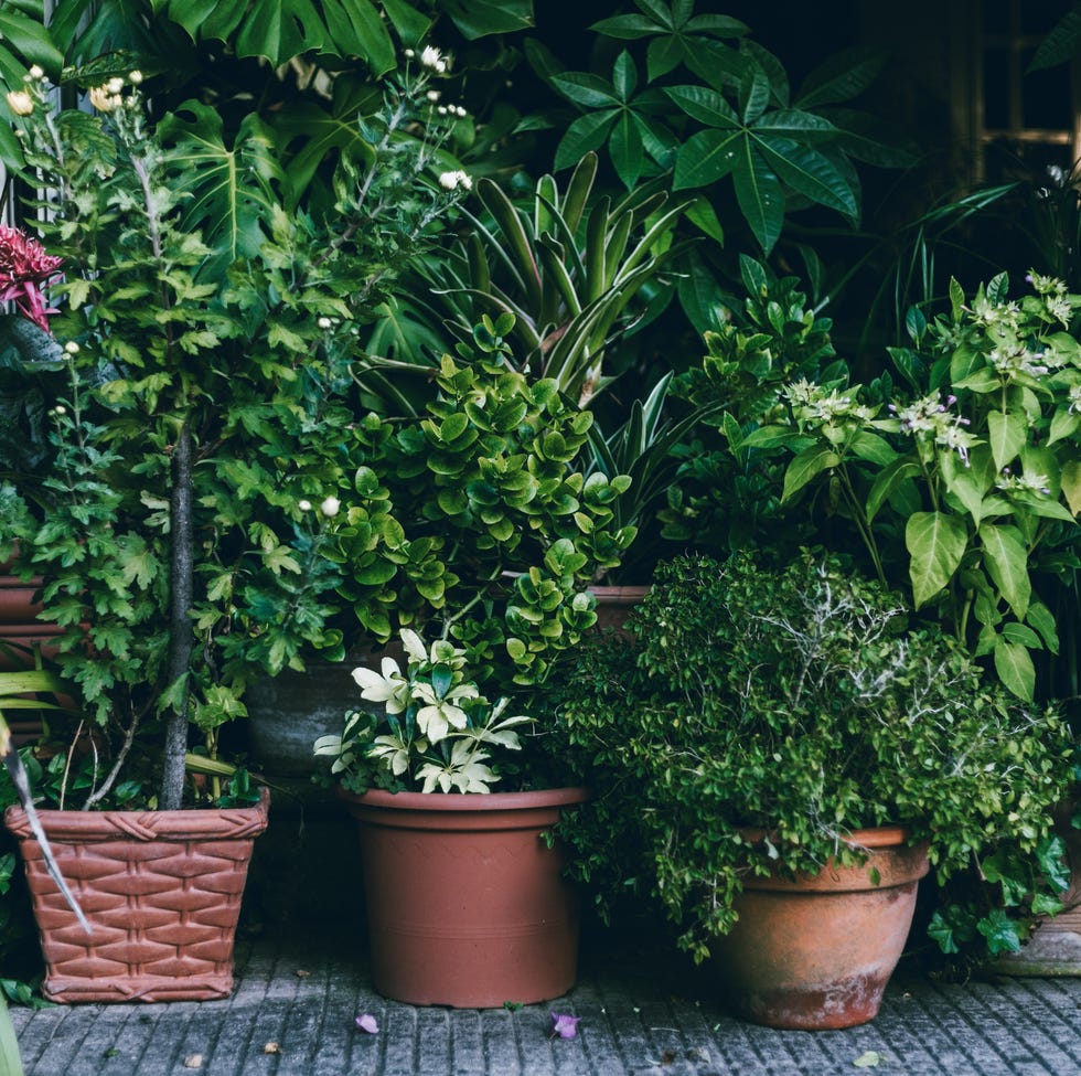 I nearly lost my potted plants to heavy rain – now I do this simple check potted plants in back yard