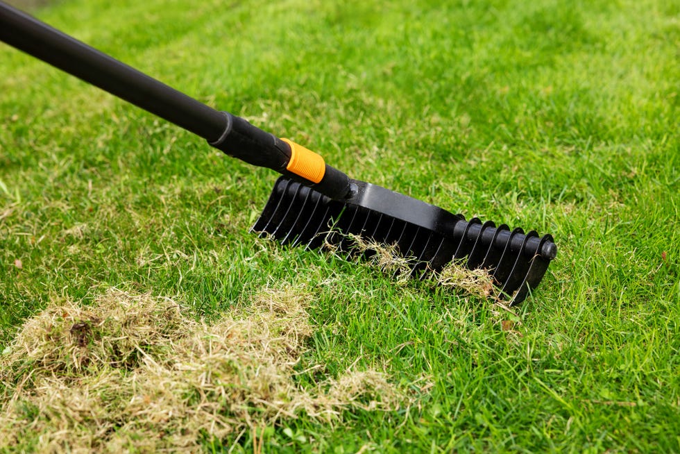 scarifying lawn with scarifier rake. dead grass removal scarifying lawn with scarifier rake. dead grass removal