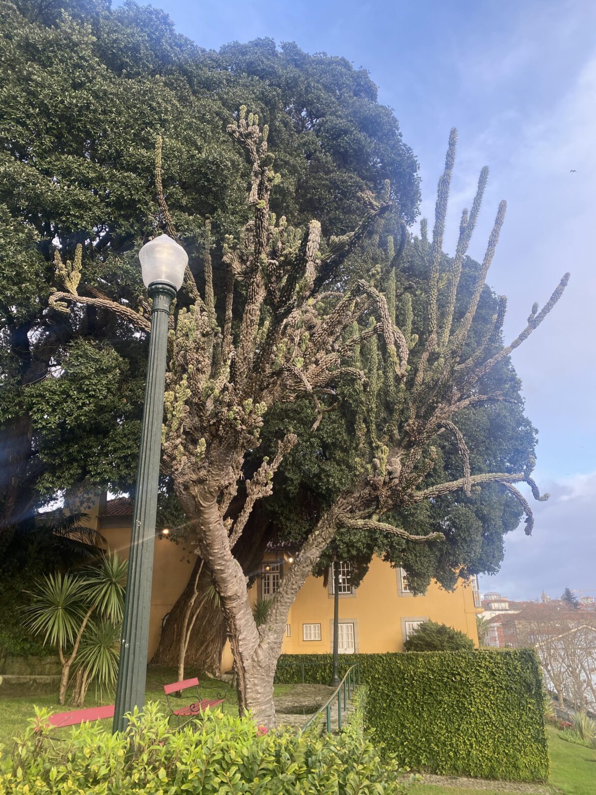 Jardim dos Sentimentos, Porto. Which cactus is this?