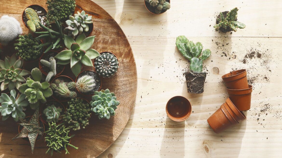 5 Succulent Trends 2026: Expert Insights and Tips succulent plants being repotted