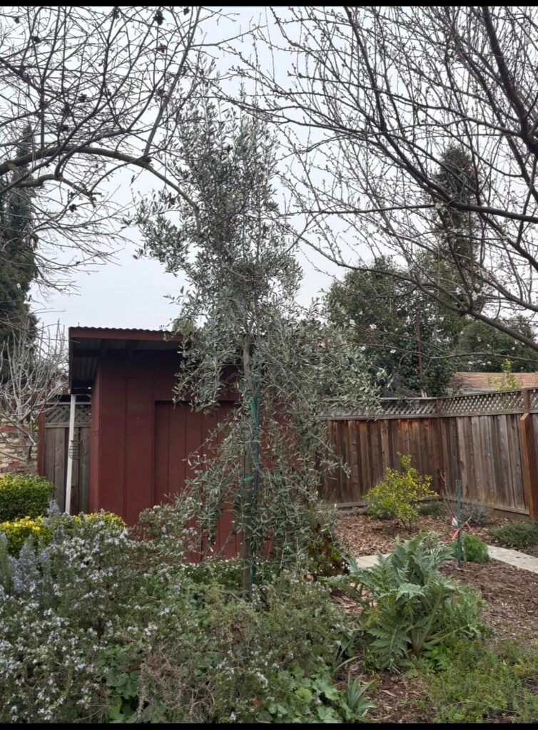 Bought a house with an olive tree. Does it need pruning? Bought a house with an olive tree. Does it need pruning?