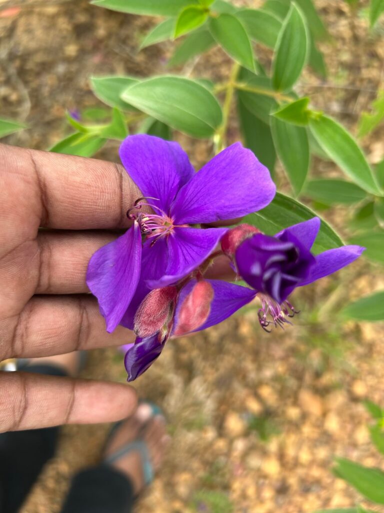 Is they beautiful?