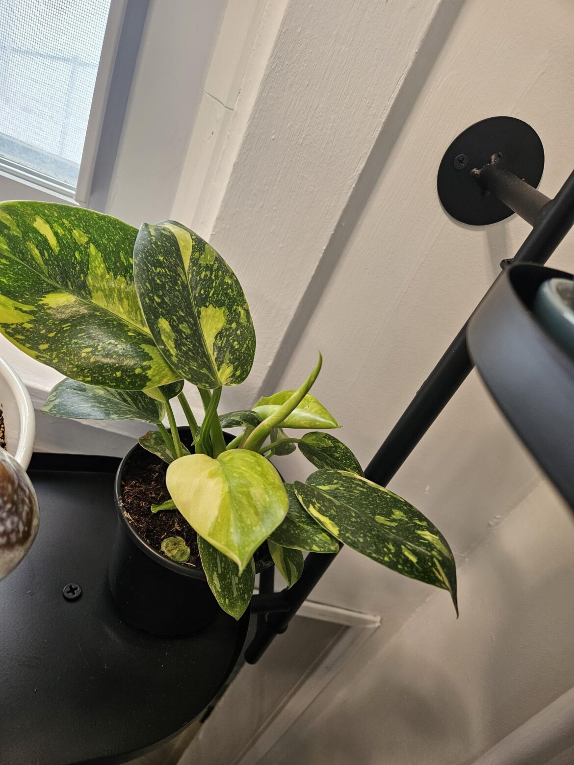 Green Congo Nuclear!