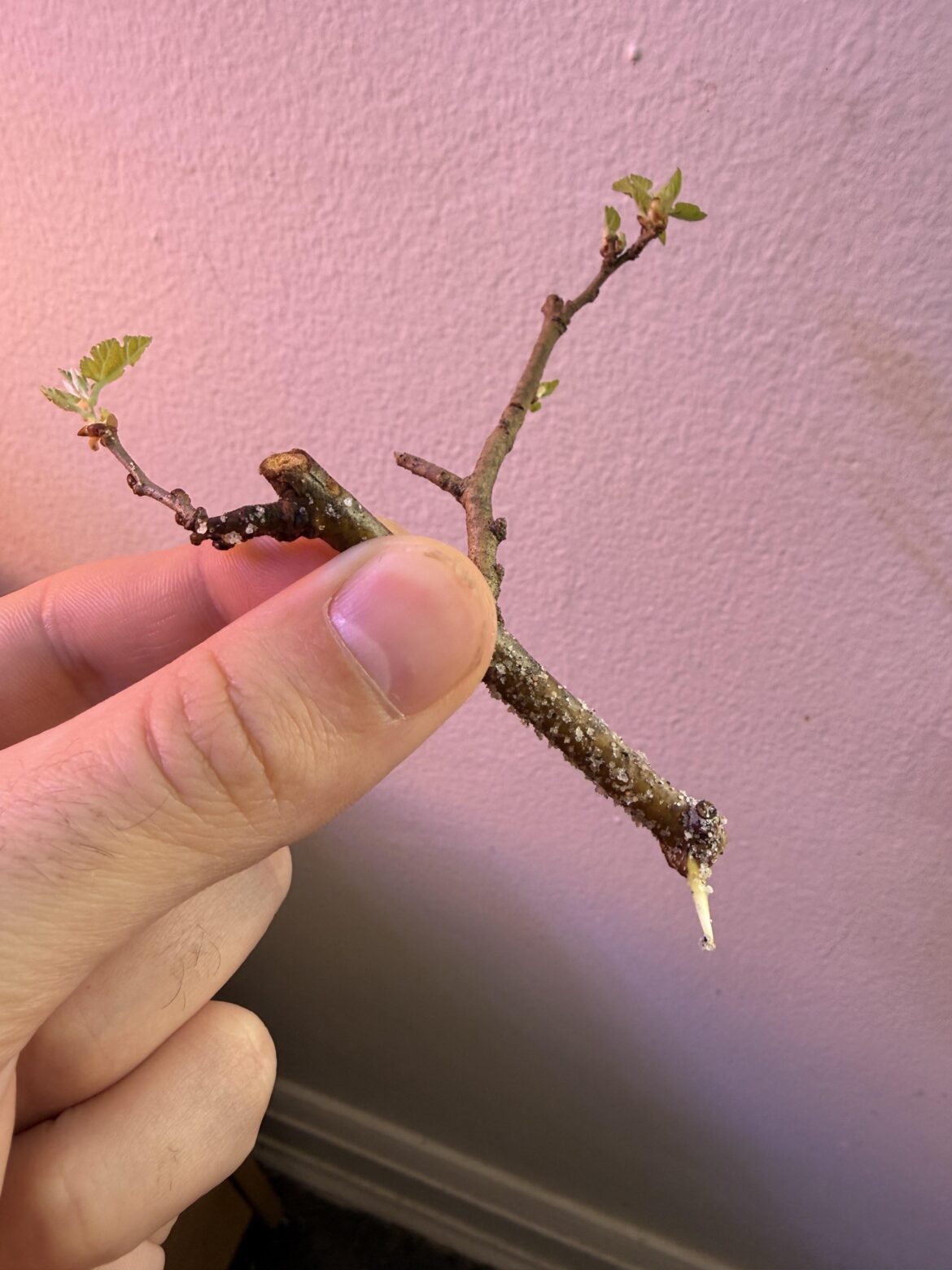 Red Mulberry successfully rooted