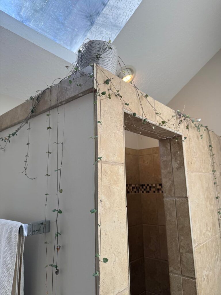 Repot string of hearts? Repot string of hearts?