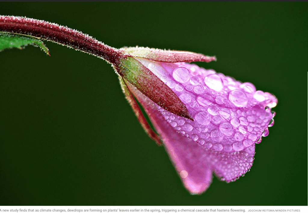 Fall Softly, Dewdrops