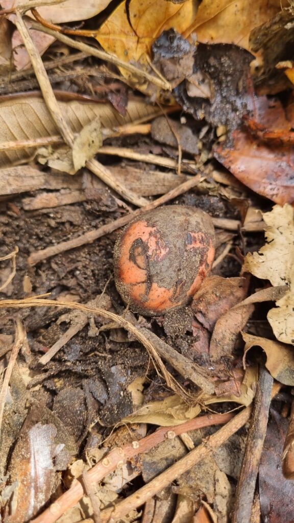 Avo and corn cobs for home composting Avo and corn cobs for home composting