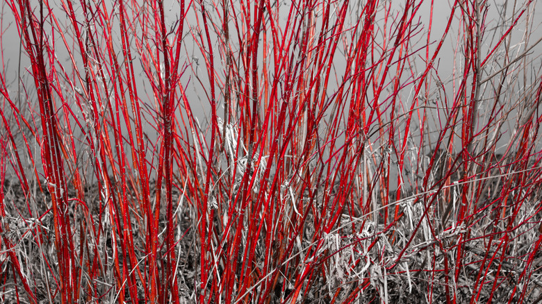 Redtwig dogwood stems in the winter