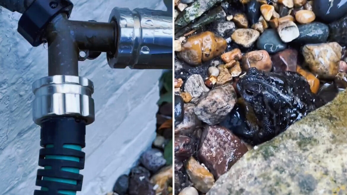 One TikToker shared how what they'd previously considered to be a household annoyance actually turned out to be beneficial for at least one wild animal.