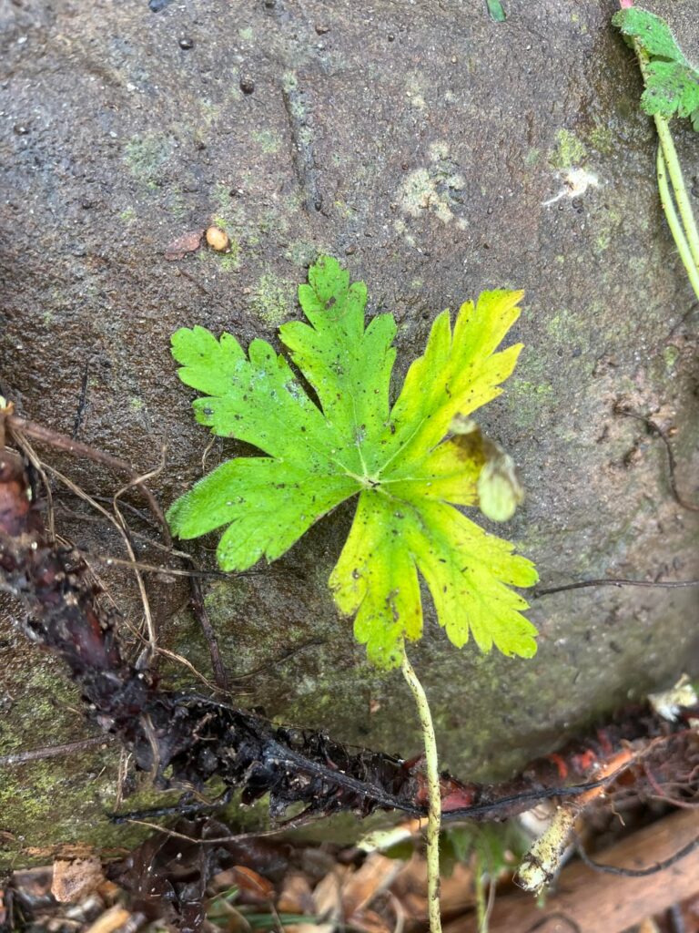 Is this Geranium maculatum or something else?