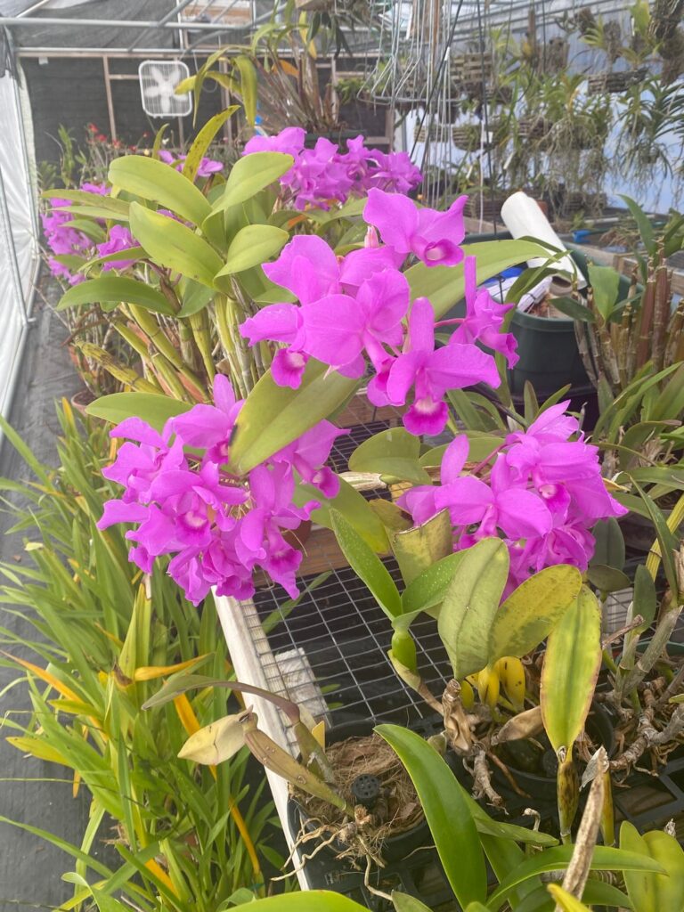 Cattleya / guarianthe skinneri’s Heiti Jacob’s FCC/AOS Cattleya / guarianthe skinneri’s Heiti Jacob’s FCC/AOS
