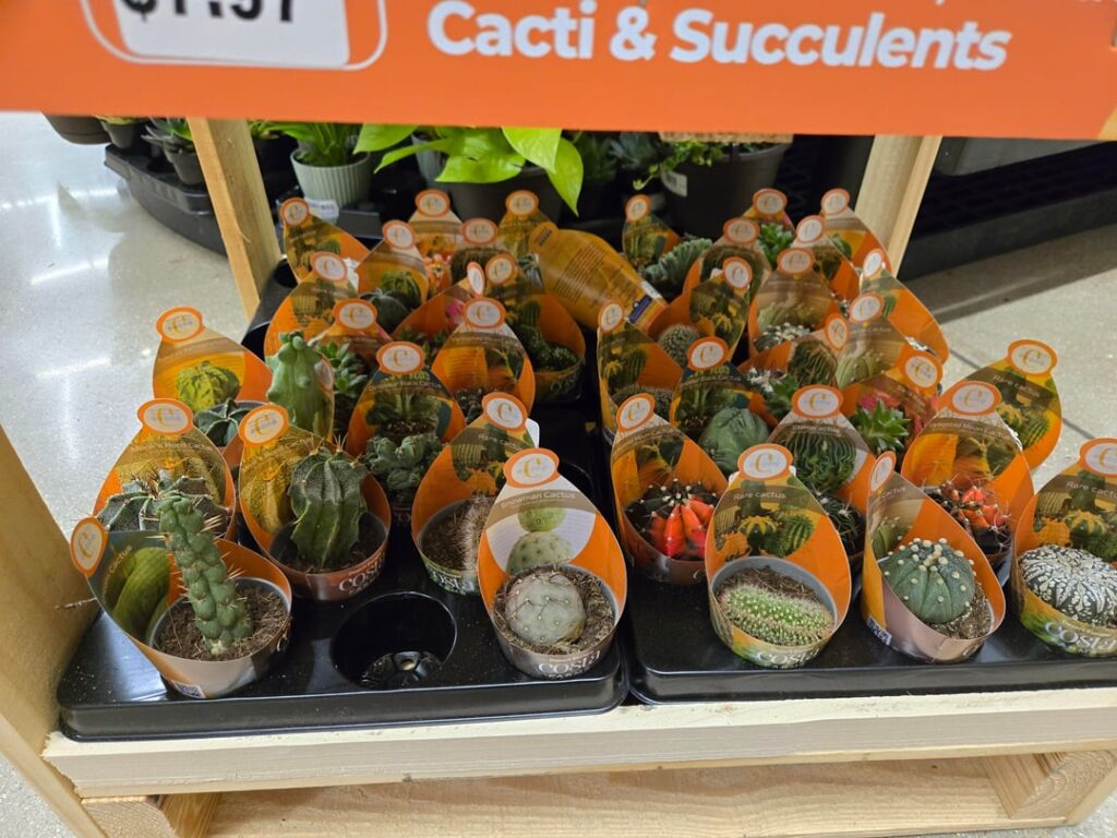 We got the Costa cacti and succulents!