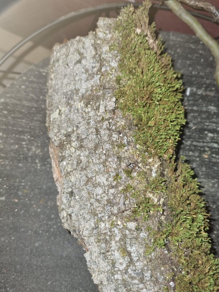 Id wood? Is plant right ?