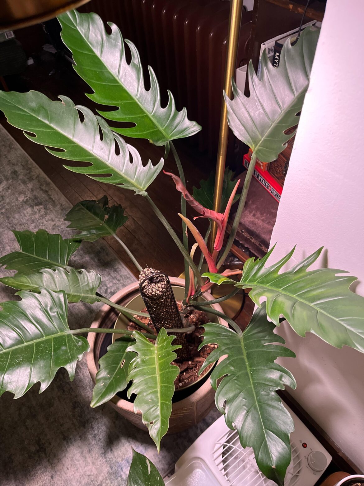 Can’t Stop Won’t Stop