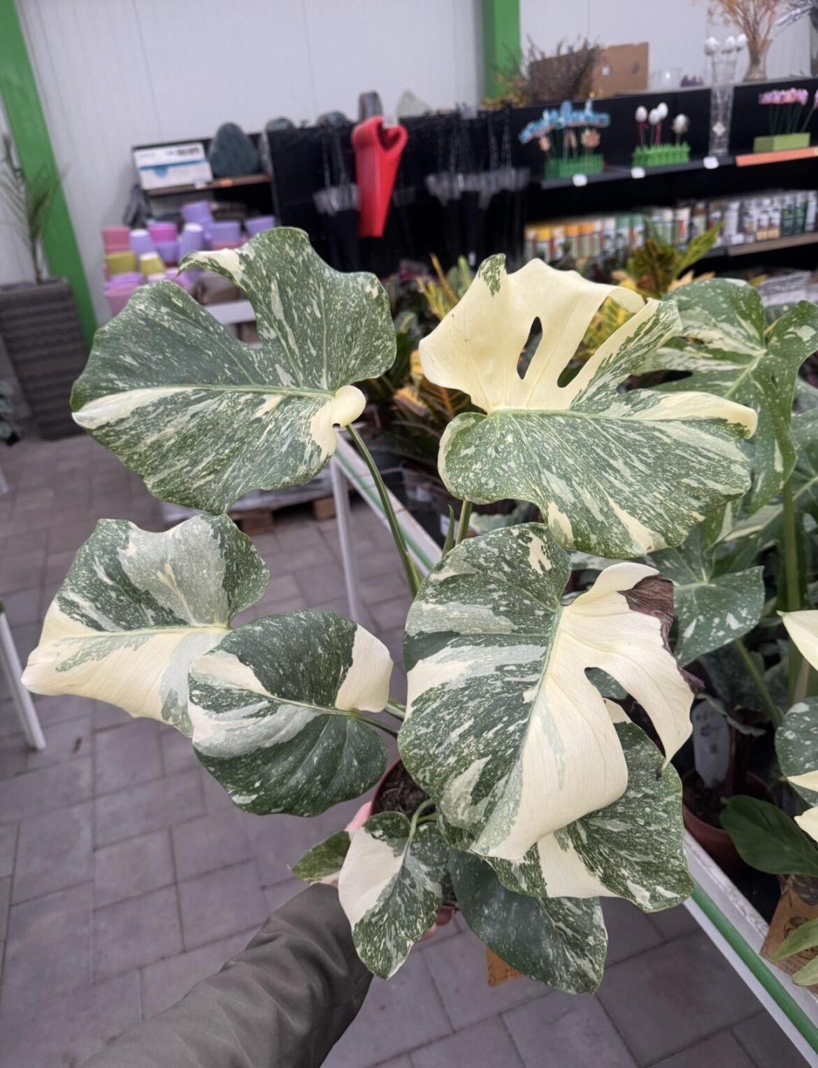 What type of monstera is this?