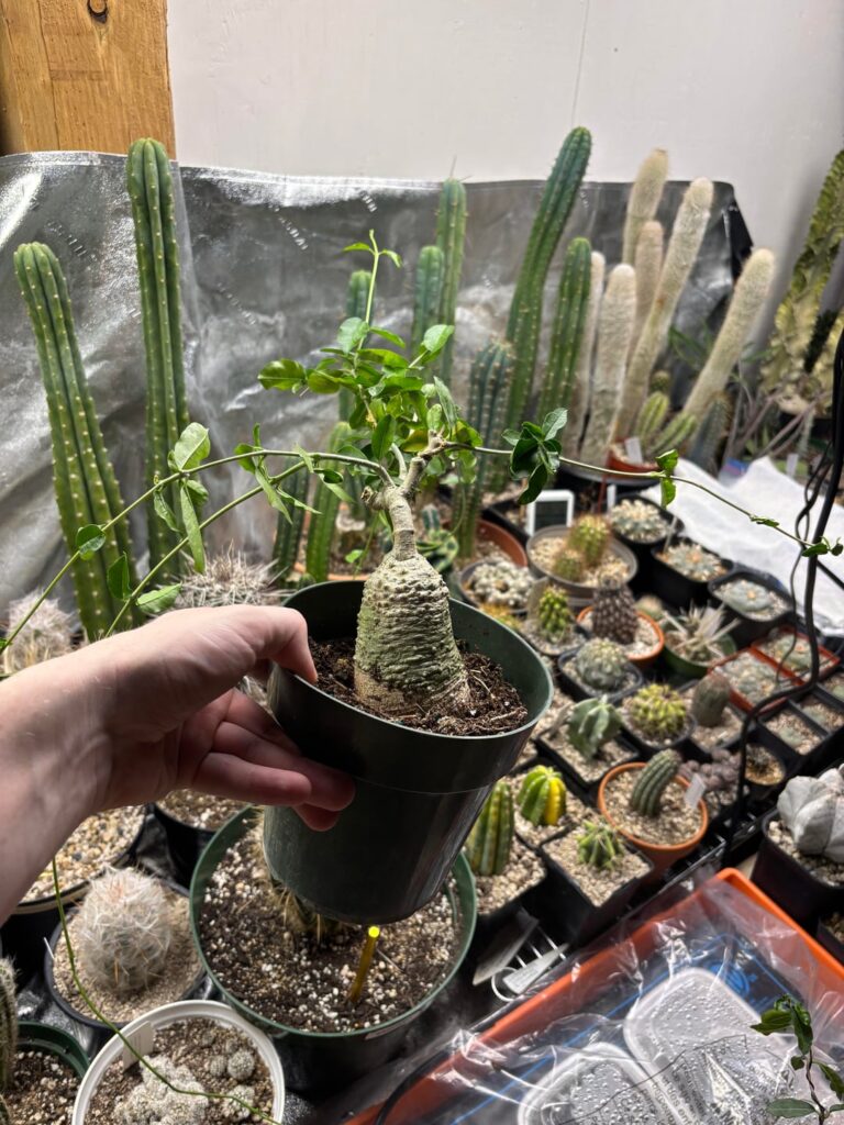 Make em fat Make em fat