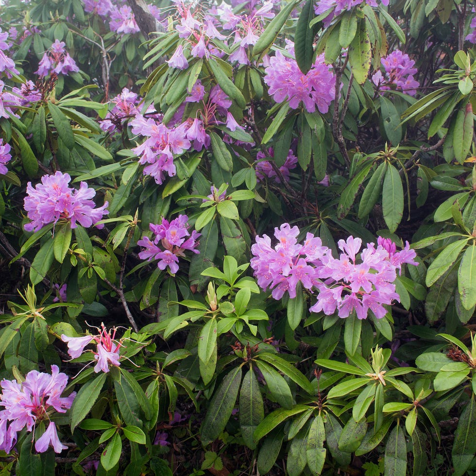 View of mountain roses (Rhododendron ponticum) The image is captured in the mountain called Sis of Trabzon city located in Black Sea region of Turkey. view of mountain roses rhododendron ponticum the image is captured in the mountain called sis of trabzon city located in black sea region of turkey