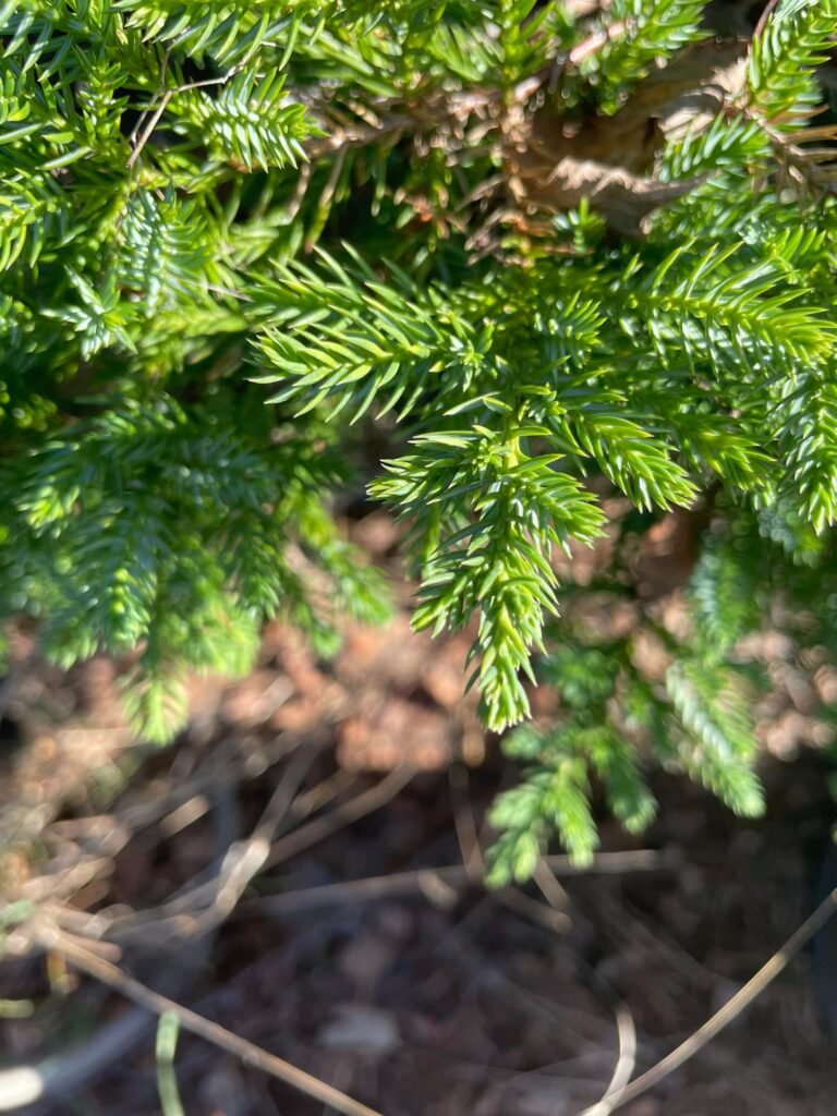 Doing some work in an ornamental garden and found this guy (western Washington state)
