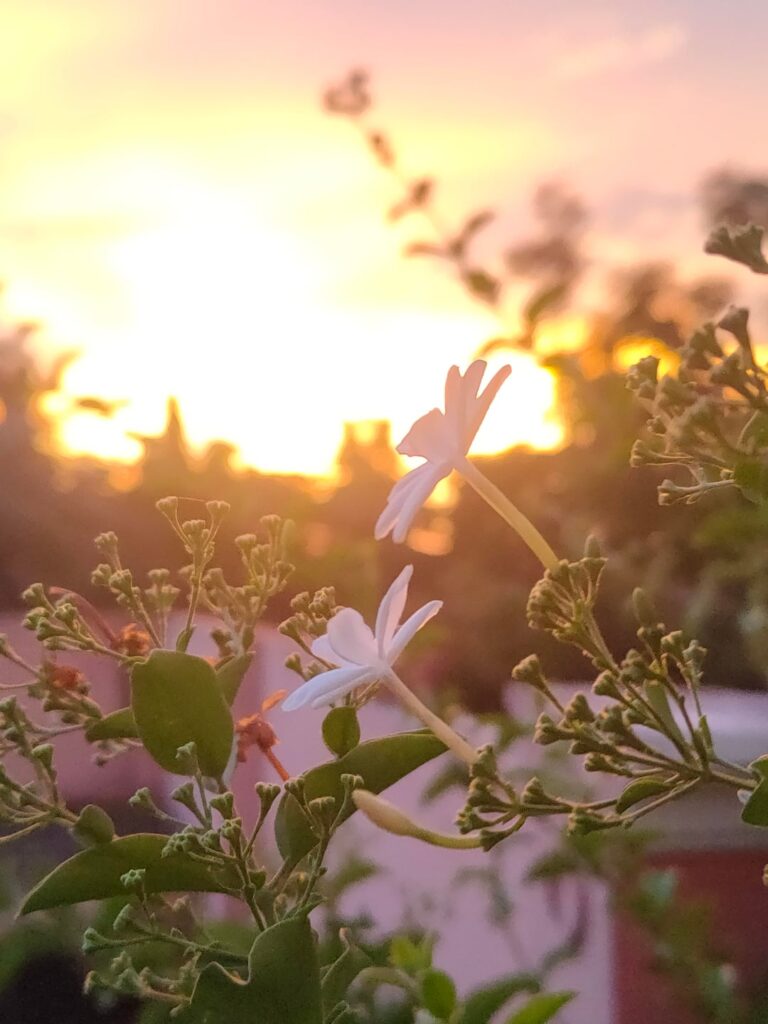Flowers and sunset