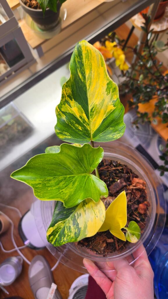 Identification help?