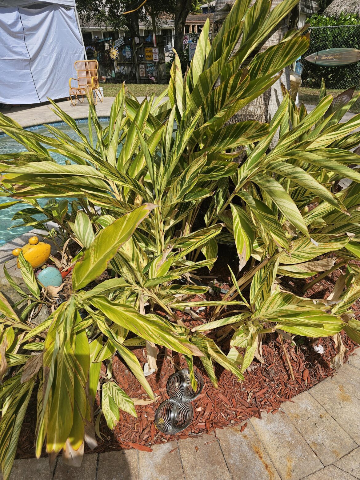Whats this plant and can it be grown indoors? Found in coastal Florida