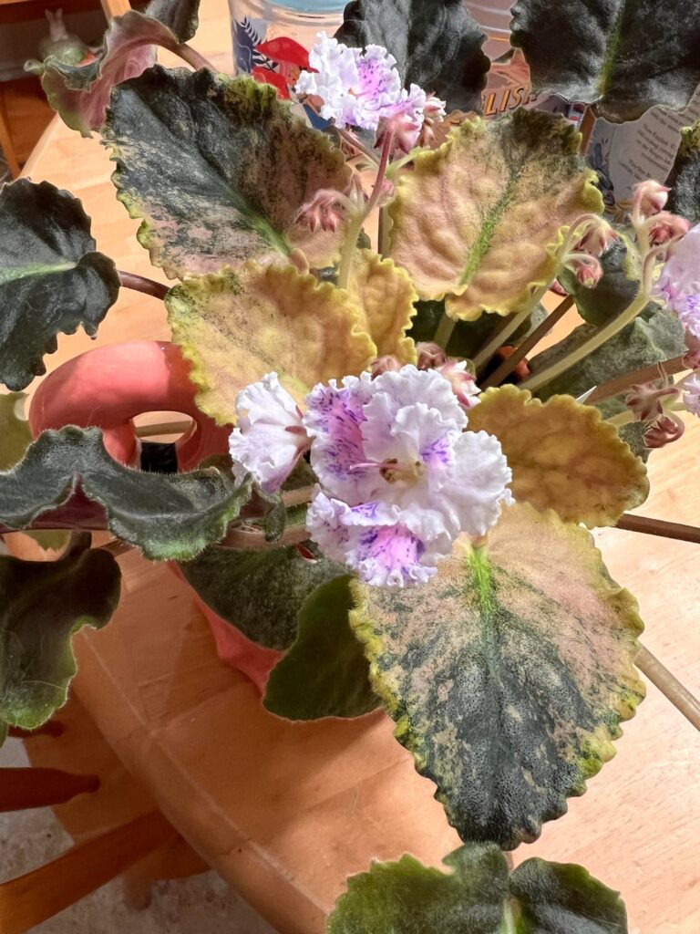 My Leggy Weirdo is Blooming