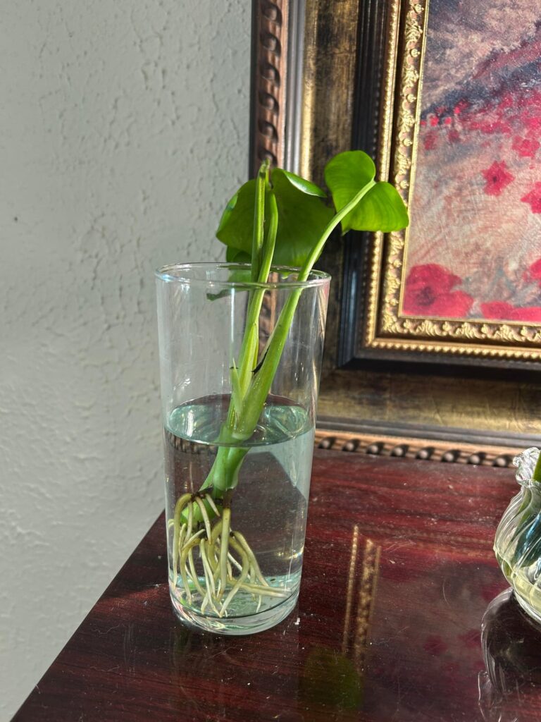 Planting propagated cuttings soon