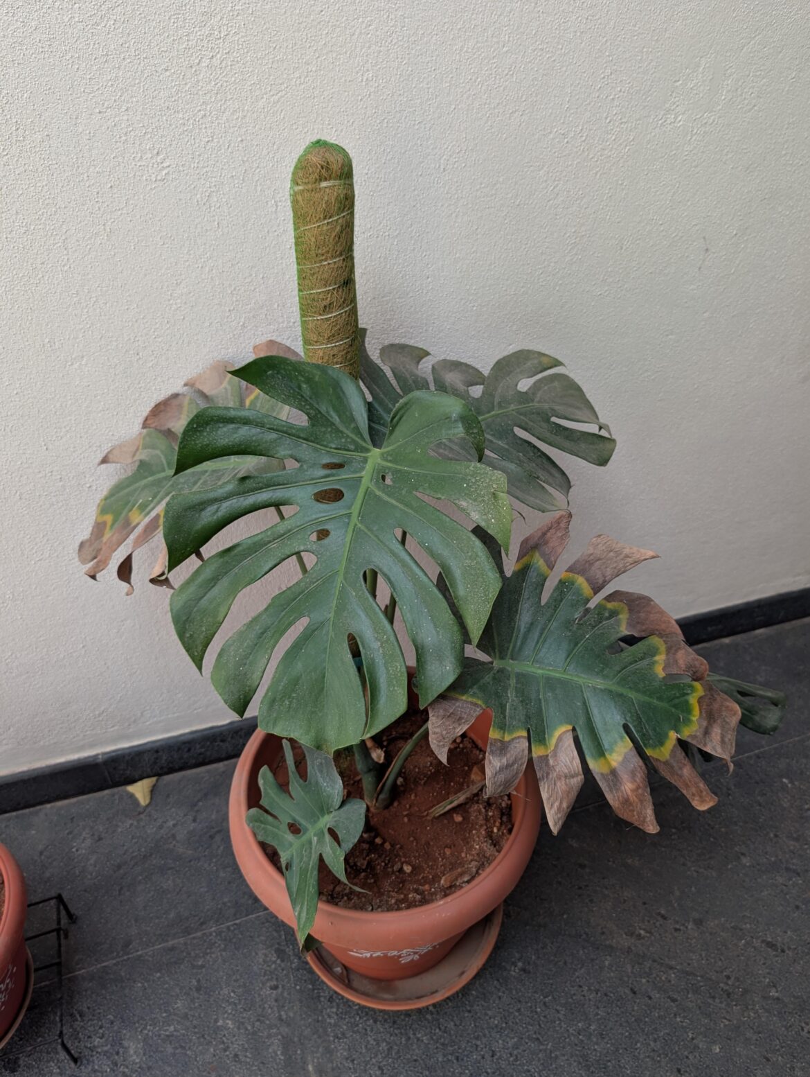 How can I save my monstera?