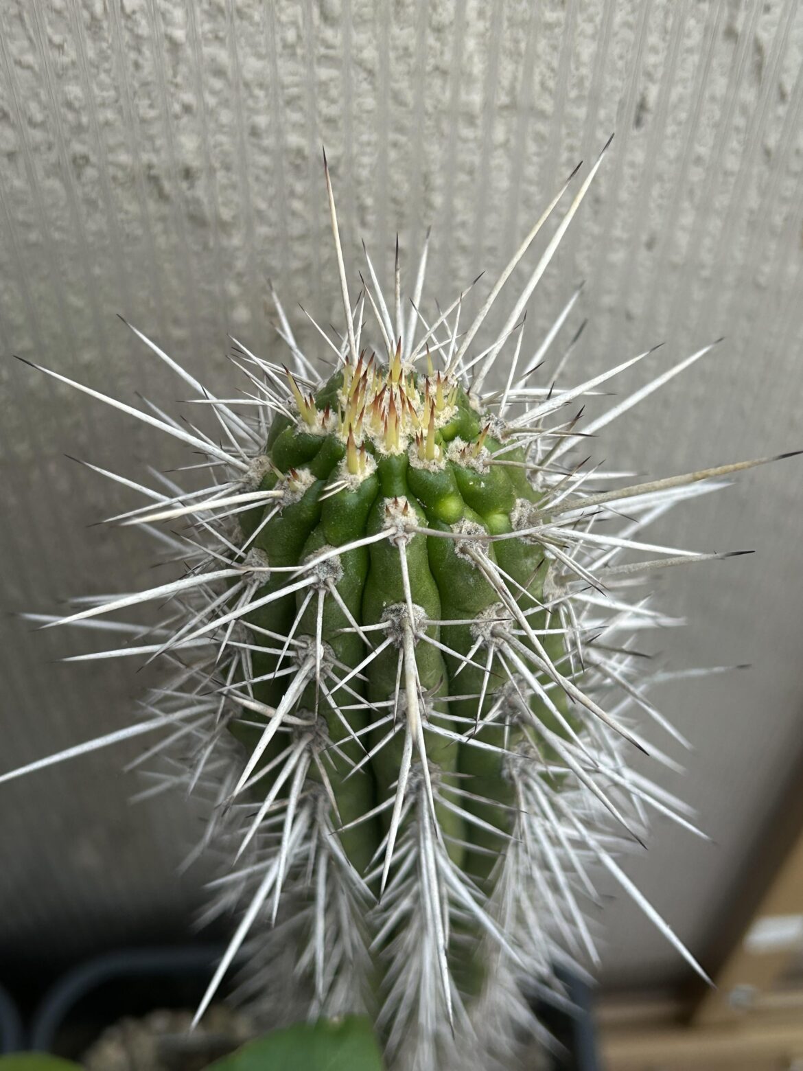 Eulychnia Acida