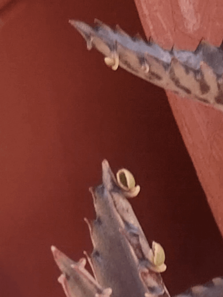 How do I propagate this? How do I propagate this?